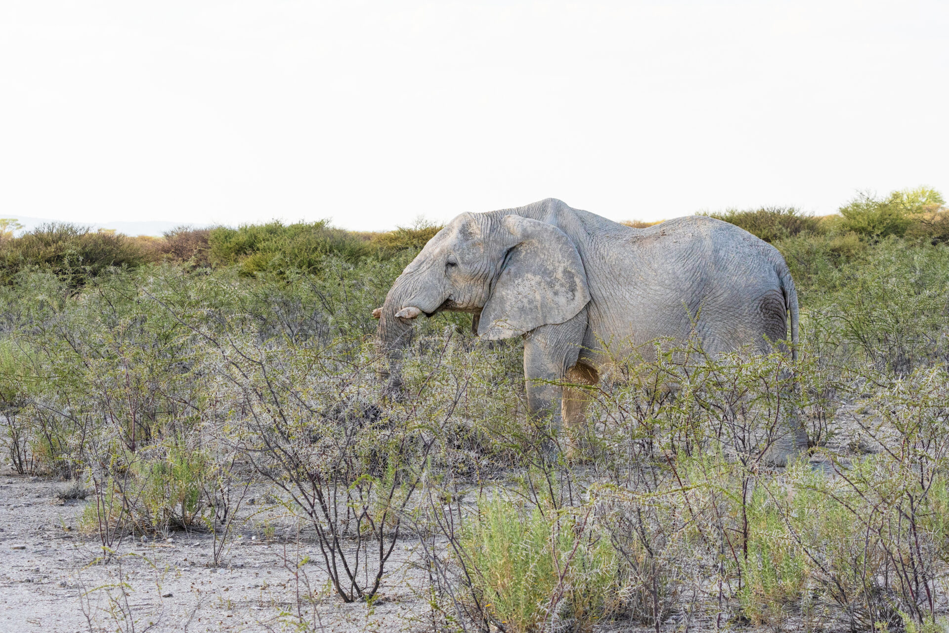 Etosha National Park